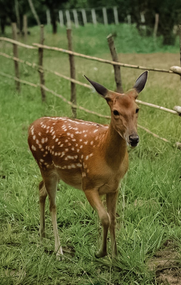 baby deer walking up